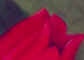 tulipavermelha.jpg (32328 bytes)